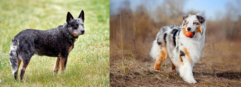 Australian Shepherd vs Austrailian Blue Heeler - Breed Comparison