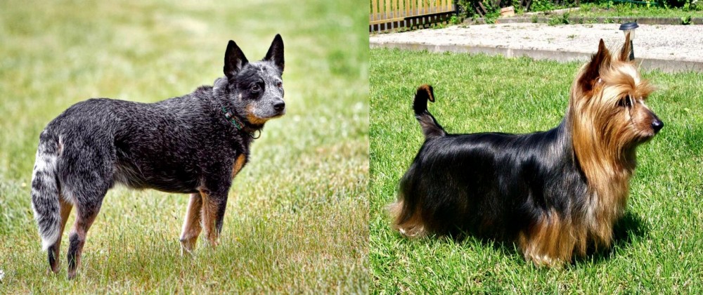 Australian Silky Terrier vs Austrailian Blue Heeler - Breed Comparison