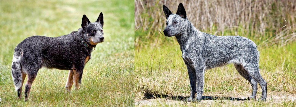 Australian Stumpy Tail Cattle Dog vs Austrailian Blue Heeler - Breed Comparison