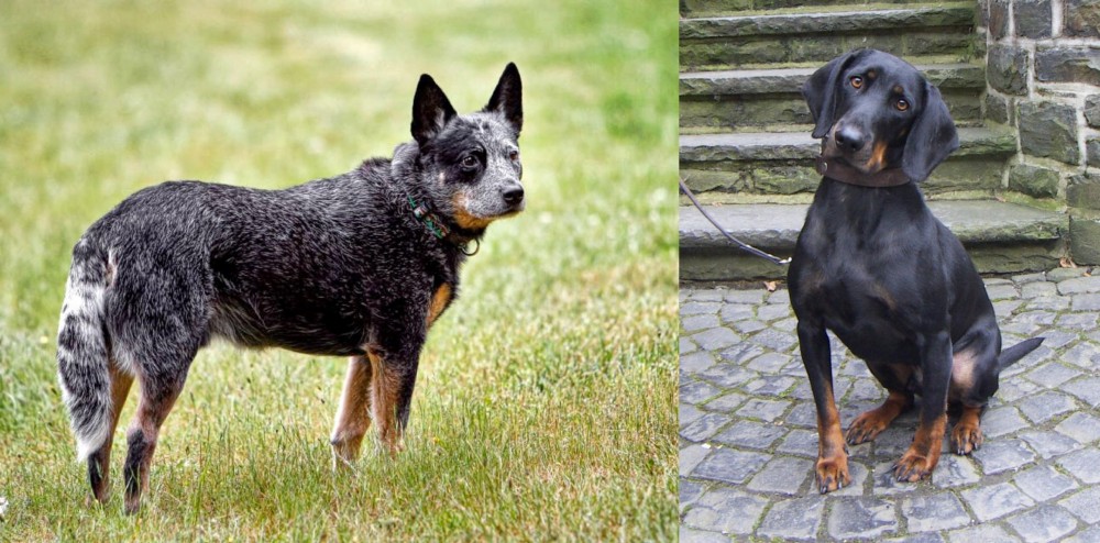 Austrian Black and Tan Hound vs Austrailian Blue Heeler - Breed Comparison