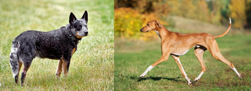 Azawakh vs Austrailian Blue Heeler - Breed Comparison