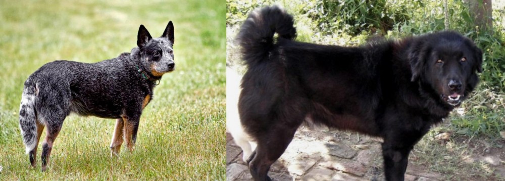 Bakharwal Dog vs Austrailian Blue Heeler - Breed Comparison