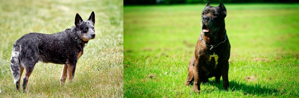 Bandog vs Austrailian Blue Heeler - Breed Comparison