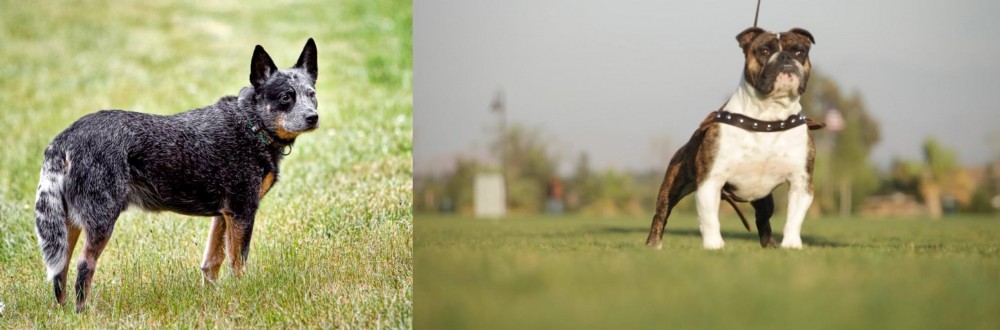 Bantam Bulldog vs Austrailian Blue Heeler - Breed Comparison
