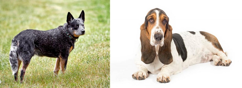 Basset Hound vs Austrailian Blue Heeler - Breed Comparison