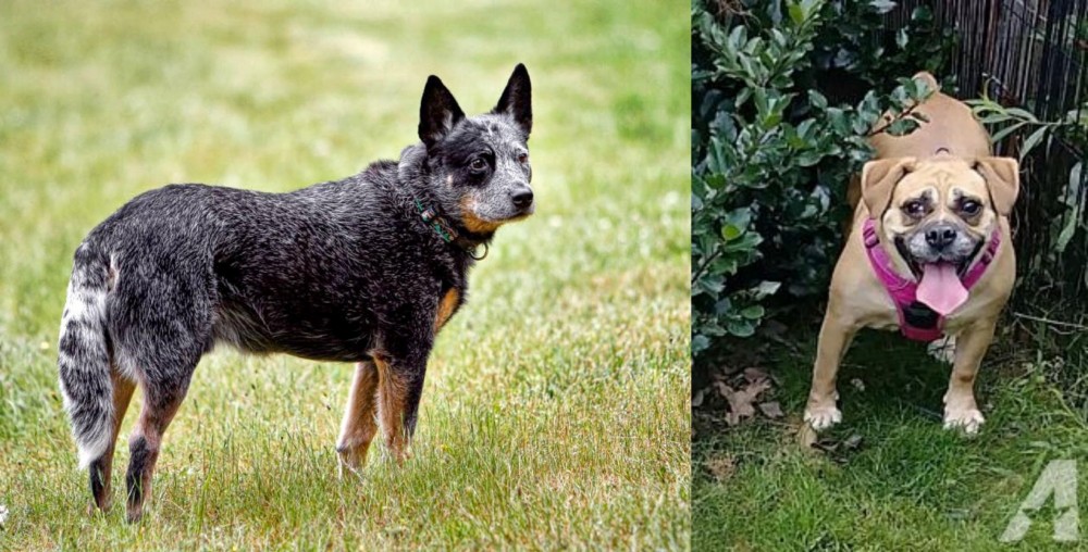 Beabull vs Austrailian Blue Heeler - Breed Comparison