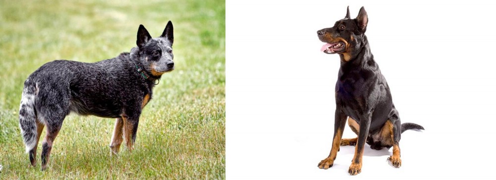 Beauceron vs Austrailian Blue Heeler - Breed Comparison