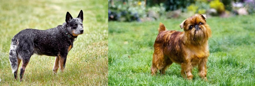 Belgian Griffon vs Austrailian Blue Heeler - Breed Comparison