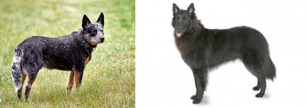 Belgian Shepherd vs Austrailian Blue Heeler - Breed Comparison
