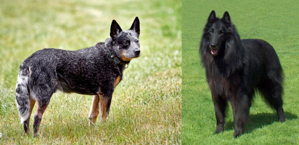 Belgian Shepherd Dog (Groenendael) vs Austrailian Blue Heeler - Breed Comparison