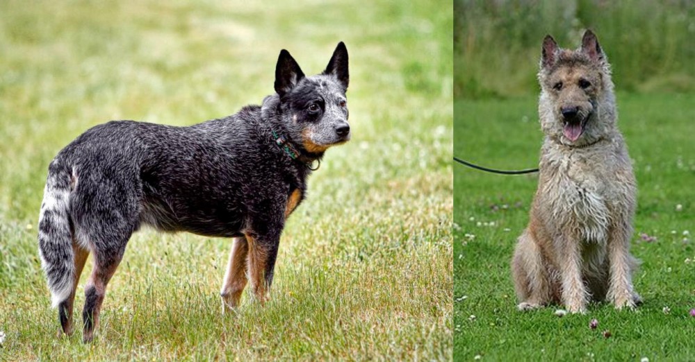 Belgian Shepherd Dog (Laekenois) vs Austrailian Blue Heeler - Breed Comparison
