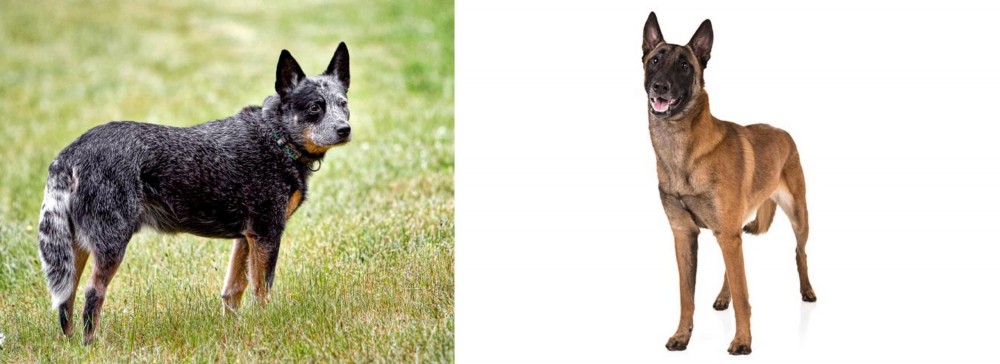 Belgian Shepherd Dog (Malinois) vs Austrailian Blue Heeler - Breed Comparison
