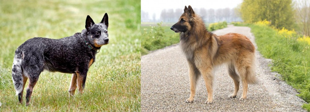 Belgian Shepherd Dog (Tervuren) vs Austrailian Blue Heeler - Breed Comparison