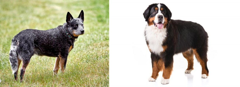 Bernese Mountain Dog vs Austrailian Blue Heeler - Breed Comparison