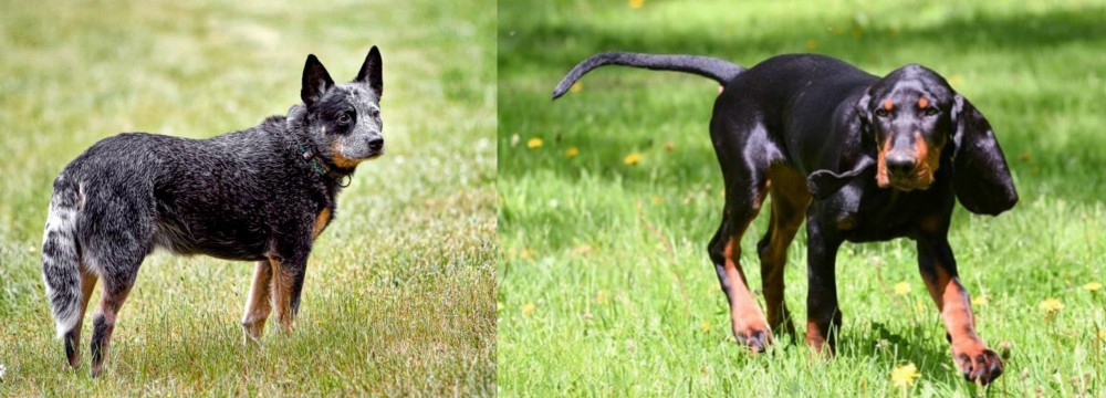 Black and Tan Coonhound vs Austrailian Blue Heeler - Breed Comparison