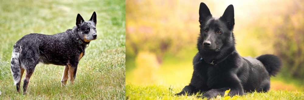 Black Norwegian Elkhound vs Austrailian Blue Heeler - Breed Comparison