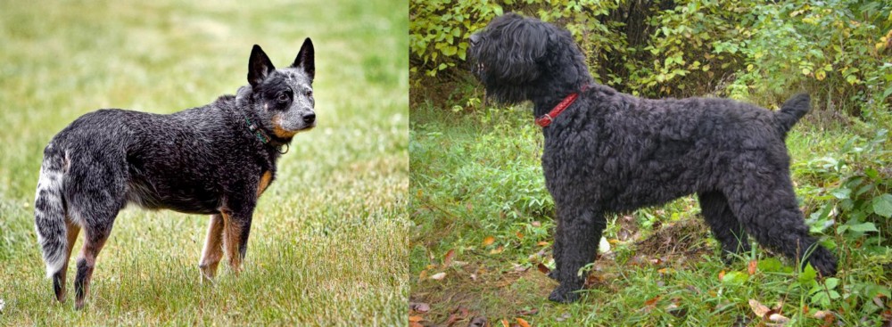 Black Russian Terrier vs Austrailian Blue Heeler - Breed Comparison