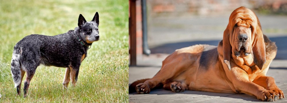 Bloodhound vs Austrailian Blue Heeler - Breed Comparison