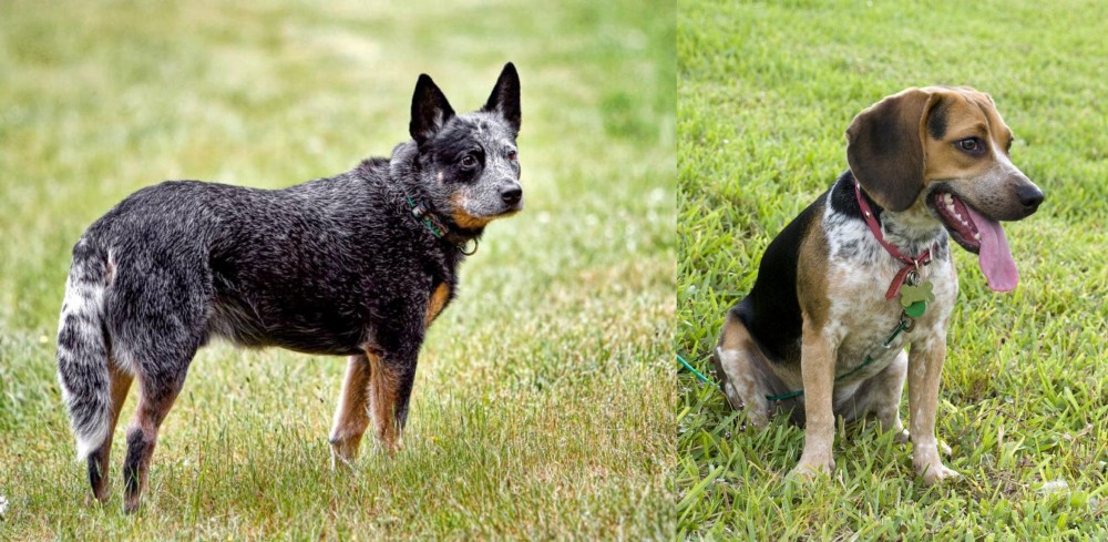 Bluetick Beagle vs Austrailian Blue Heeler - Breed Comparison
