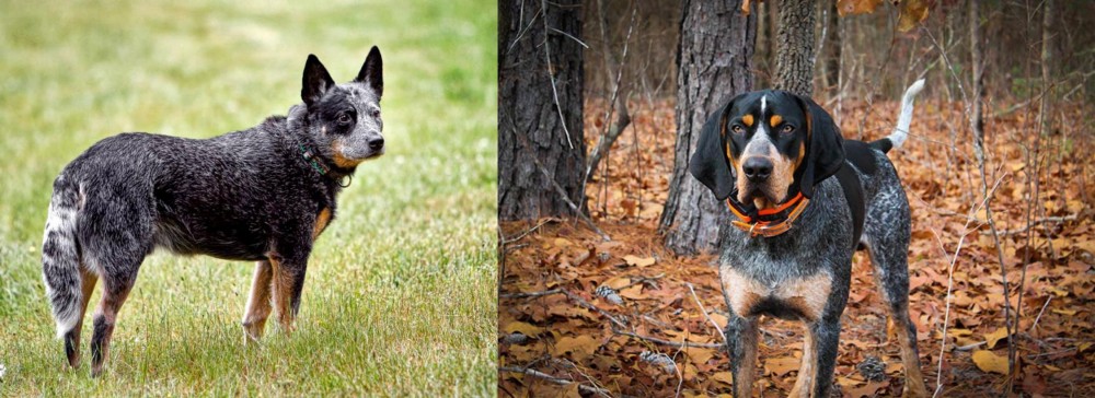 Bluetick Coonhound vs Austrailian Blue Heeler - Breed Comparison