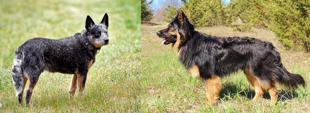 Bohemian Shepherd vs Austrailian Blue Heeler - Breed Comparison