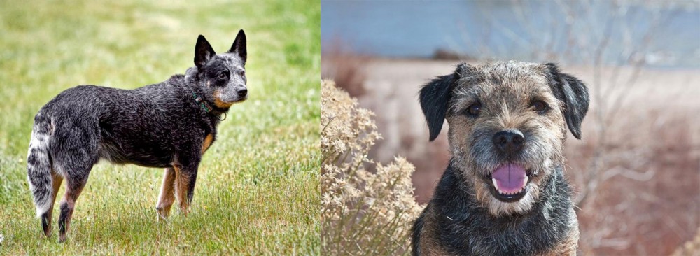Border Terrier vs Austrailian Blue Heeler - Breed Comparison