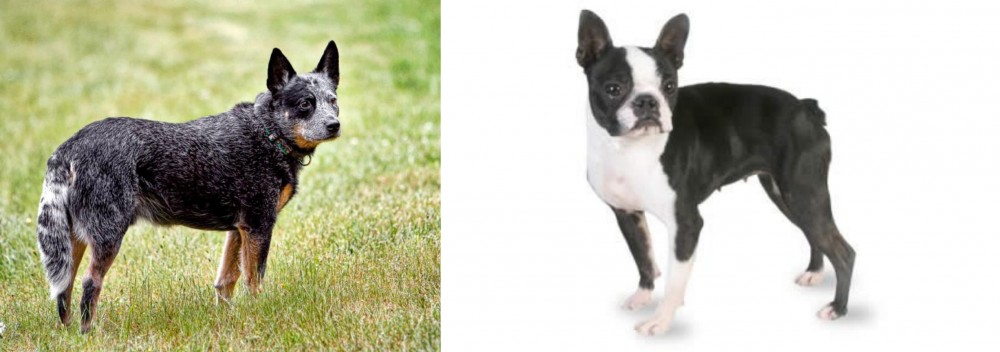 Boston Terrier vs Austrailian Blue Heeler - Breed Comparison