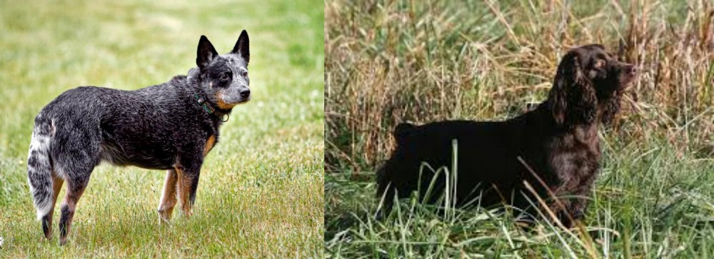 Boykin Spaniel vs Austrailian Blue Heeler - Breed Comparison