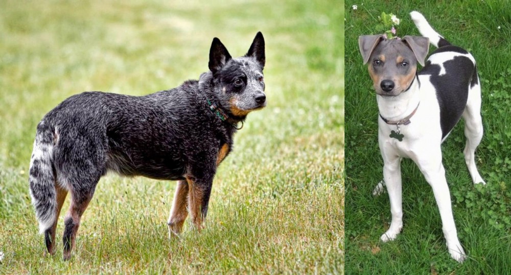 Brazilian Terrier vs Austrailian Blue Heeler - Breed Comparison