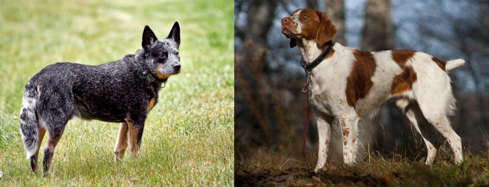 Brittany vs Austrailian Blue Heeler - Breed Comparison