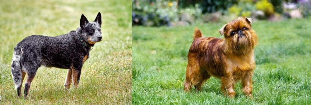 Brussels Griffon vs Austrailian Blue Heeler - Breed Comparison