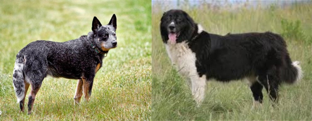 Bulgarian Shepherd vs Austrailian Blue Heeler - Breed Comparison