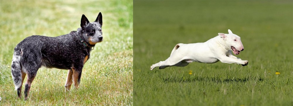 Bull Terrier vs Austrailian Blue Heeler - Breed Comparison