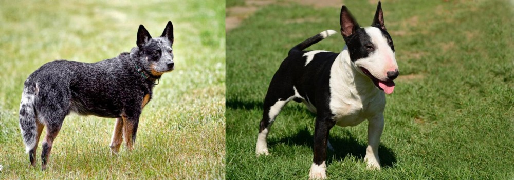Bull Terrier Miniature vs Austrailian Blue Heeler - Breed Comparison