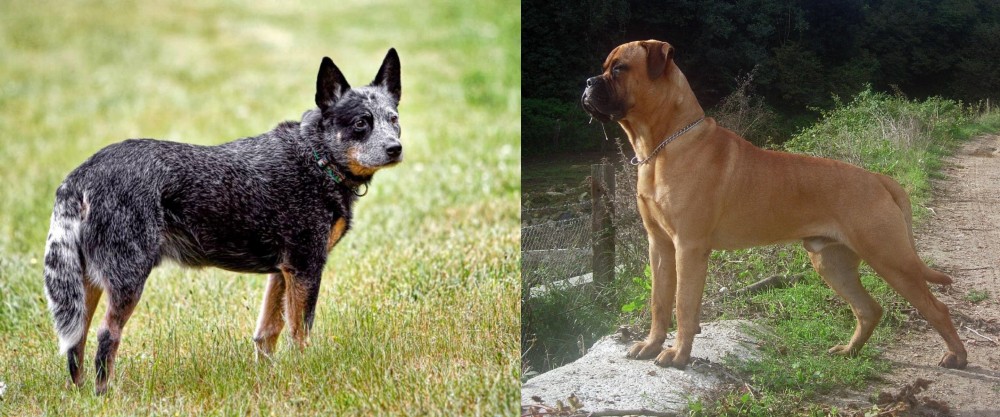 Bullmastiff vs Austrailian Blue Heeler - Breed Comparison