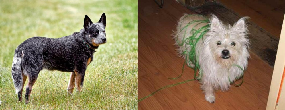 Cairland Terrier vs Austrailian Blue Heeler - Breed Comparison