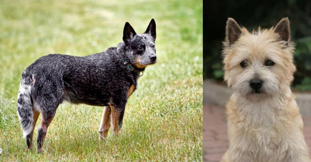 Cairn Terrier vs Austrailian Blue Heeler - Breed Comparison