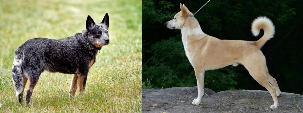 Canaan Dog vs Austrailian Blue Heeler - Breed Comparison