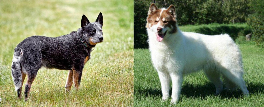 Canadian Eskimo Dog vs Austrailian Blue Heeler - Breed Comparison