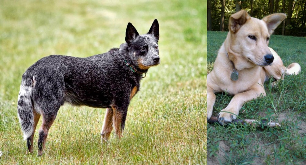 Carolina Dog vs Austrailian Blue Heeler - Breed Comparison
