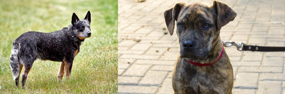 Catahoula Bulldog vs Austrailian Blue Heeler - Breed Comparison