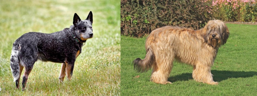 Catalan Sheepdog vs Austrailian Blue Heeler - Breed Comparison
