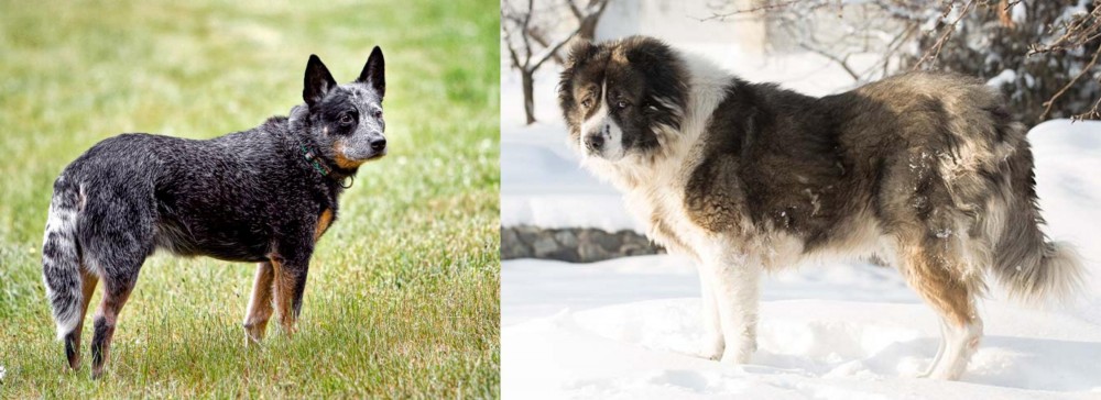 Caucasian Shepherd vs Austrailian Blue Heeler - Breed Comparison