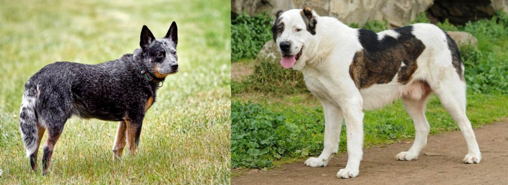 Central Asian Shepherd vs Austrailian Blue Heeler - Breed Comparison