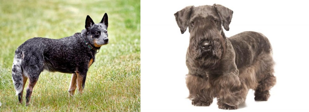 Cesky Terrier vs Austrailian Blue Heeler - Breed Comparison