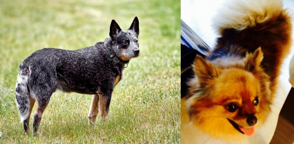 Chiapom vs Austrailian Blue Heeler - Breed Comparison