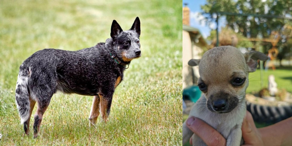 Chihuahua vs Austrailian Blue Heeler - Breed Comparison