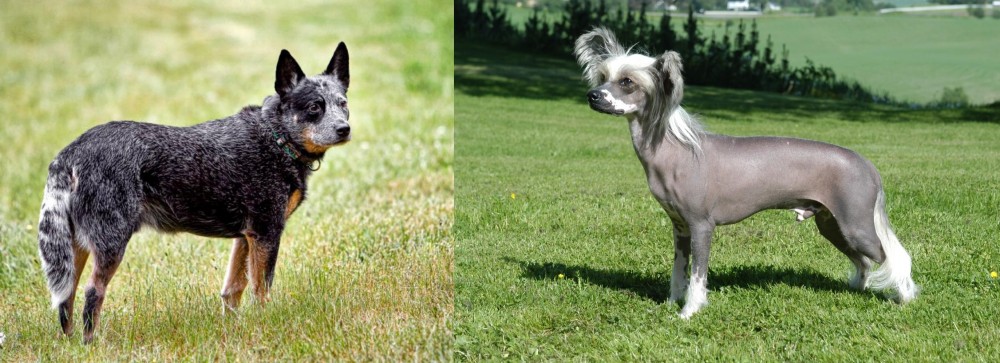 Chinese Crested Dog vs Austrailian Blue Heeler - Breed Comparison
