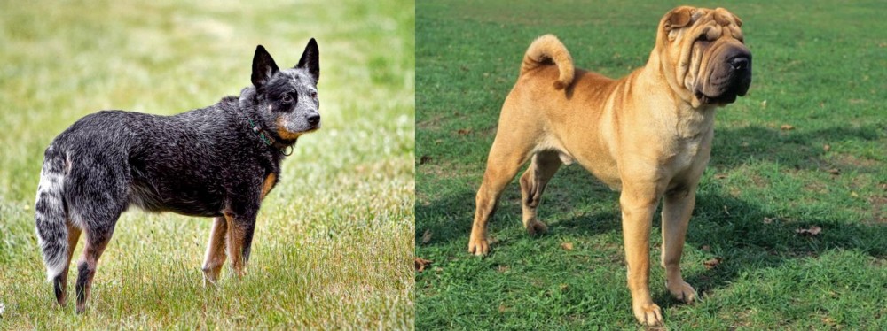Chinese Shar Pei vs Austrailian Blue Heeler - Breed Comparison