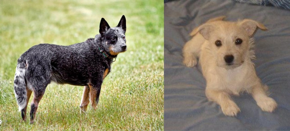 Chipoo vs Austrailian Blue Heeler - Breed Comparison